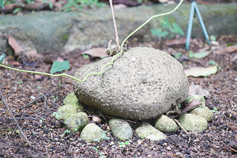 地不容,可做盆景。